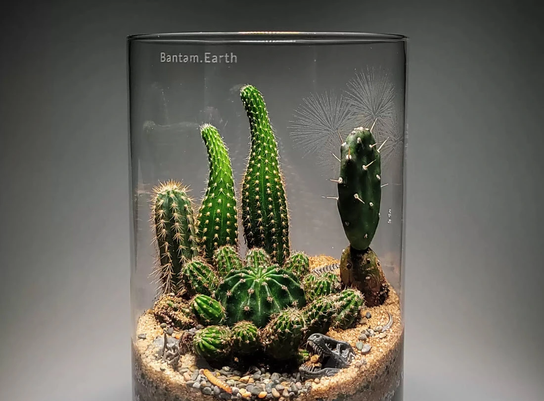 A beautiful, finished Peachtree Terrarium Kit on a modern desk.